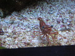 Decapoda