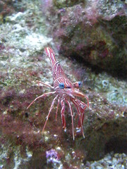 Decapoda