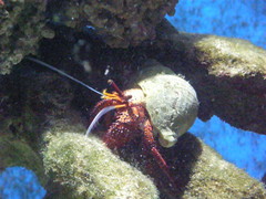 Decapoda