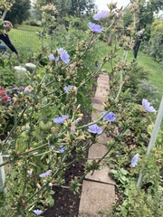 Cichorium intybus