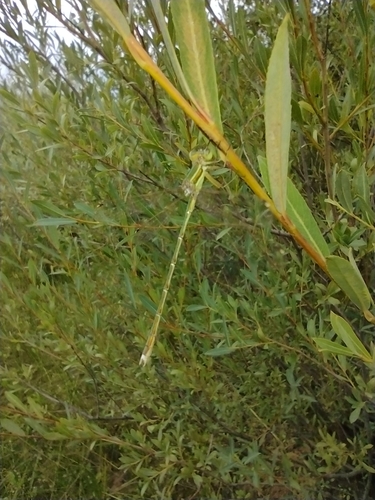 Sredozemna zelendjevica (Lestes barbarus)