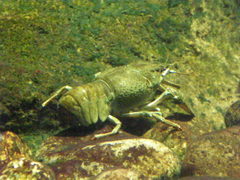 Decapoda