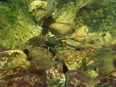 Decapoda