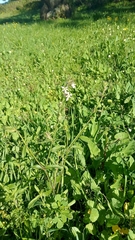 Silene gallica gallica