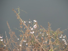 Oxystelma esculentum