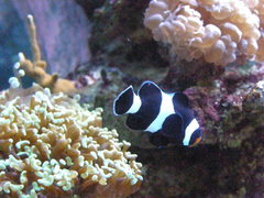 Amphiprion ocellaris