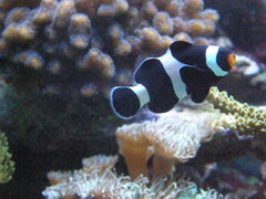 Amphiprion ocellaris