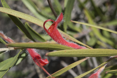 Adenanthos barbiger