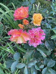 Rosa