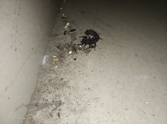 Scorpiones