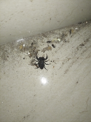 Scorpiones