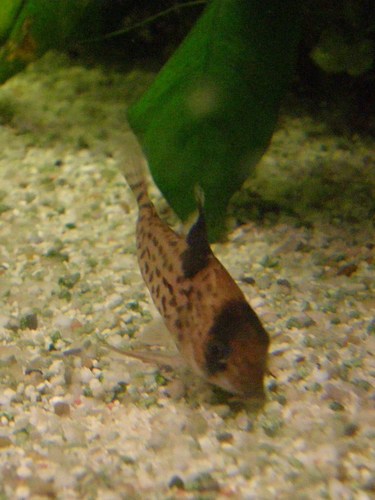 False spotted catfish (Corydoras leucomelas) — Callichthyidae — 4