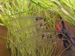 Kryptopterus bicirrhis