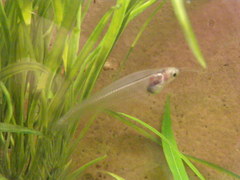 Kryptopterus bicirrhis