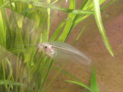 Kryptopterus bicirrhis