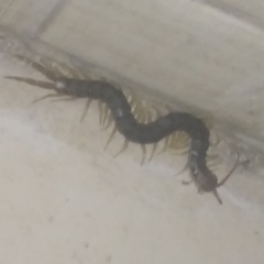 Chilopoda