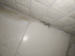 Chilopoda