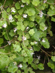 Cymbalaria muralis