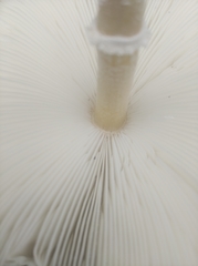 Fungi