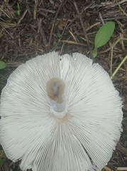 Fungi
