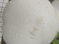 Fungi