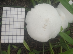 Fungi