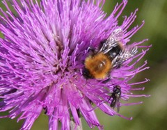 Bombus pascuorum sparreanus