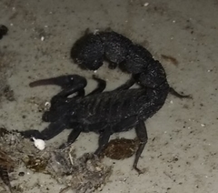 Scorpiones