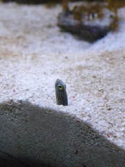 Heteroconger hassi