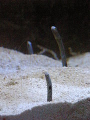 Heteroconger hassi