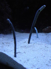 Heteroconger hassi