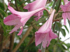 Hippeastrum reticulatum