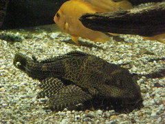 Pterygoplichthys gibbiceps