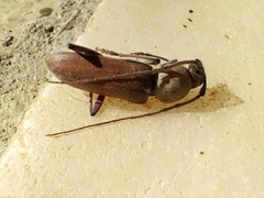 Hesperophanes sericeus