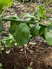 Anthocercis littorea