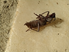 Hesperophanes sericeus