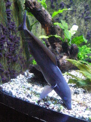 Mormyrus longirostris