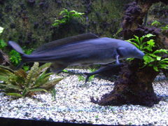 Mormyrus longirostris