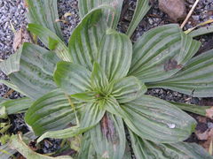Plantago lanceolata