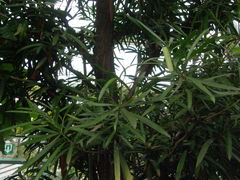 Podocarpus neriifolius