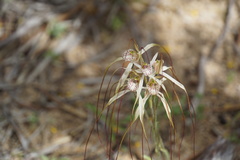 Caladenia varians