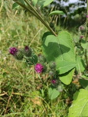 Arctium