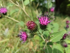 Arctium