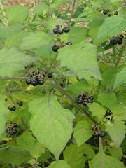 Solanum nigrum