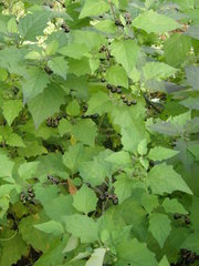 Solanum nigrum