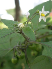 Solanum nigrum