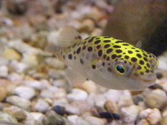Ceylon Pufferfish photo 4