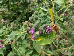 Arctium