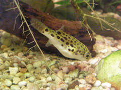 Ceylon Pufferfish photo 3