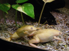 Xenopus laevis